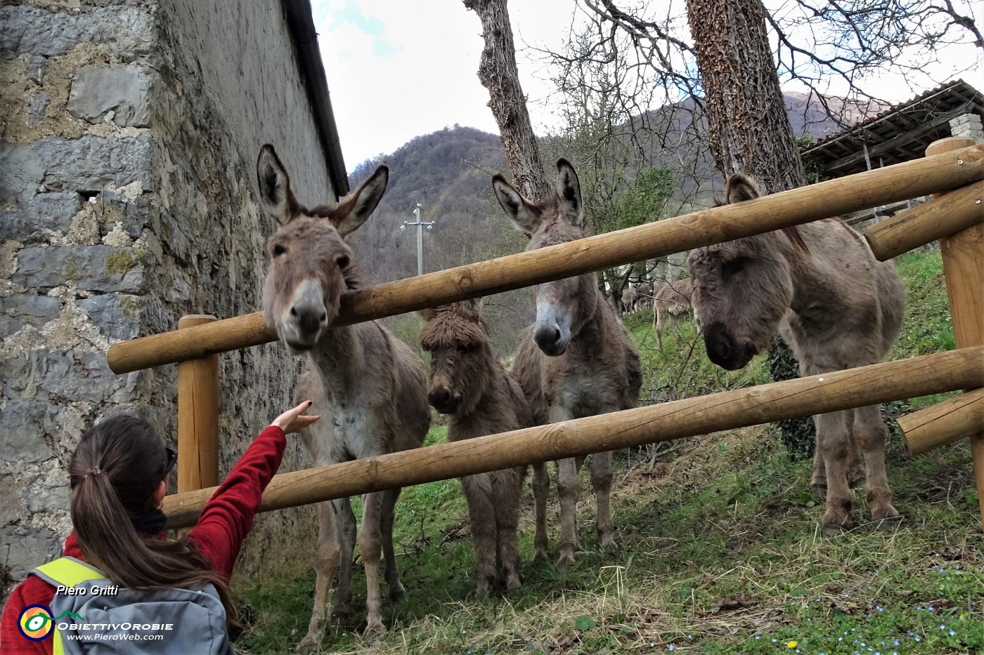 16 Bell'incontro con asinelli.JPG